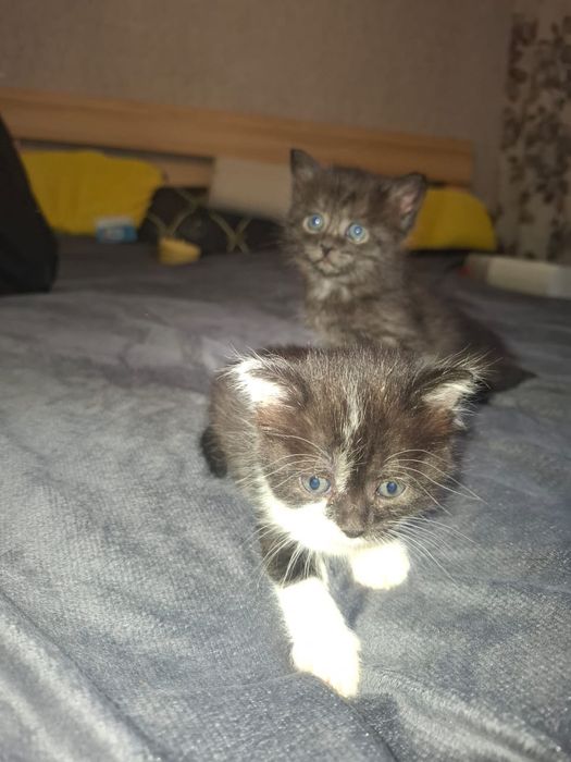 Отдам милых  котят