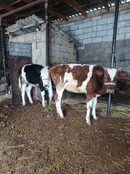 Ургашы ғунажин  сатылады