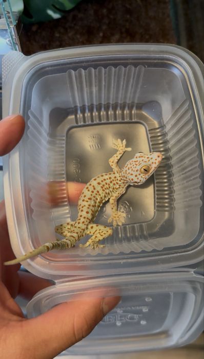 Gecko Tokay subadulti