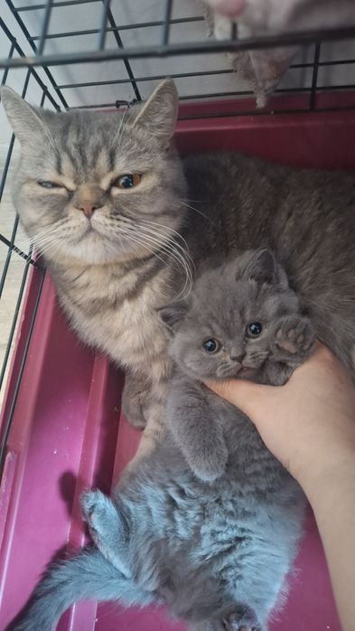 котенок чистая британка
