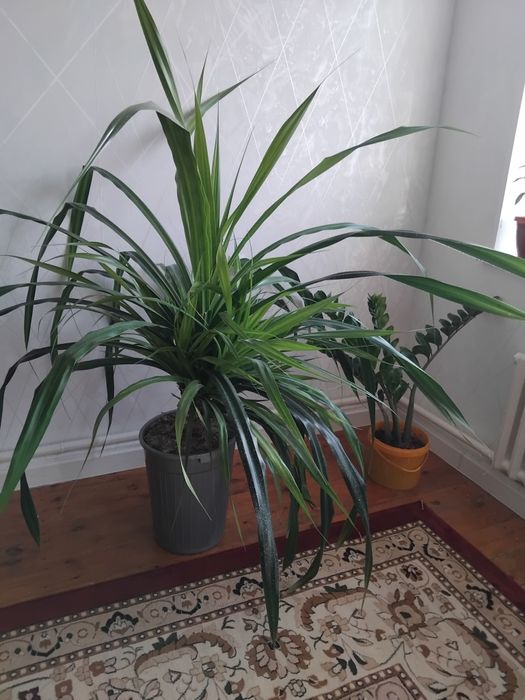 Гул домашний сатылады