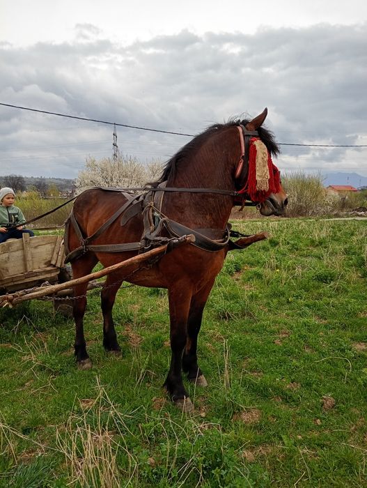 Vând Mânz de 2 ani