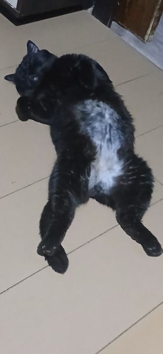 Крупный ласковый кот, приучен к лотку — отдам в добрые руки