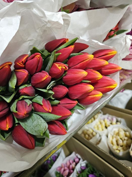 Тюльпаны оптом к 8 марта, срезка тюльпанов