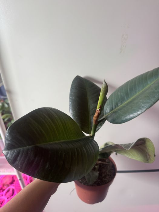 Бегонии 2000 тг