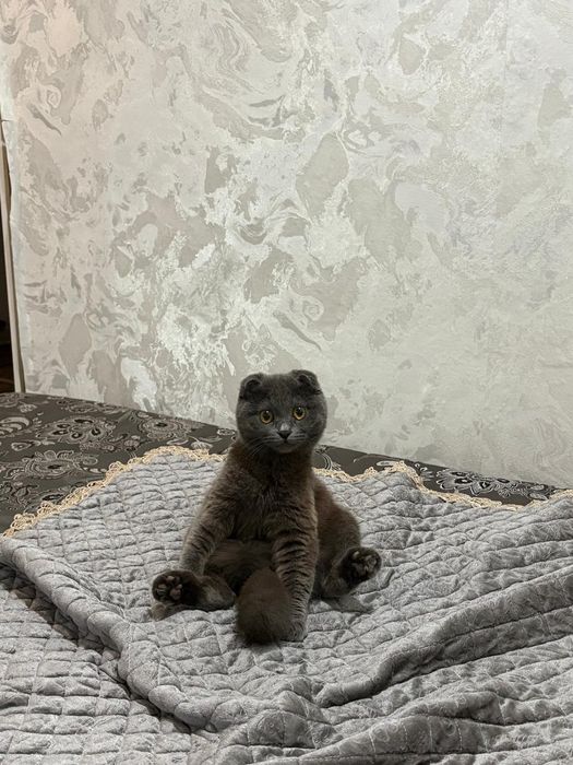 Отдам котенка британку.