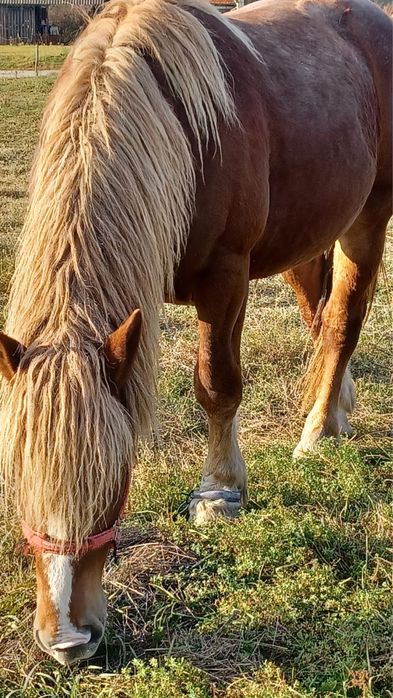 Armăsar de vânzare
