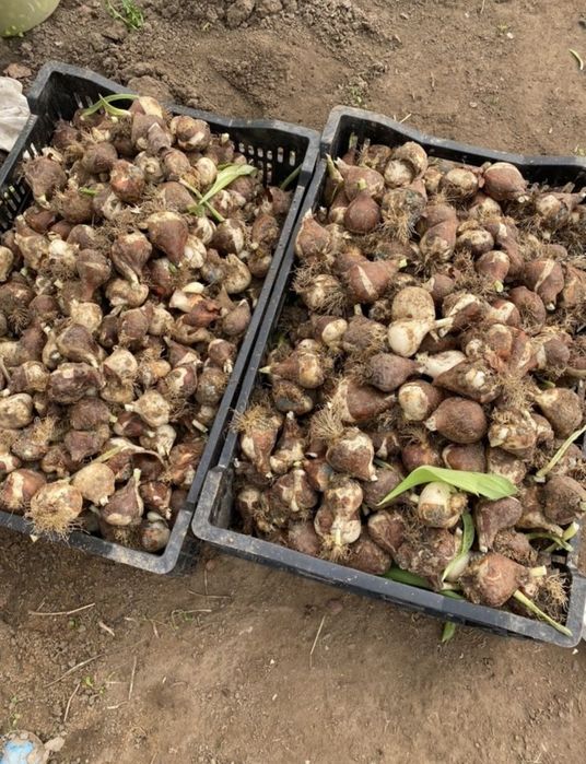 Луковицы тюльпаны по 10тг акция