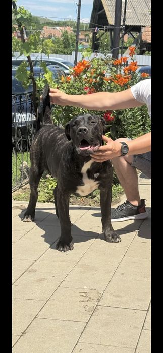 Mascul presa canario