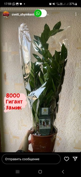 Цветы для офисов и ресторанов