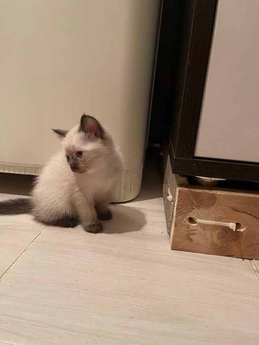 Отдам котят в добрые руки