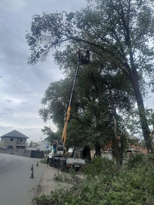 Спил деревьев обрезка плодовых деревьев