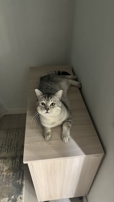 Отдаю котика в хорошие руки