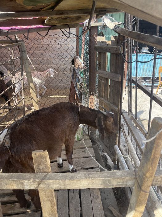 Теке ешкілер сатылады