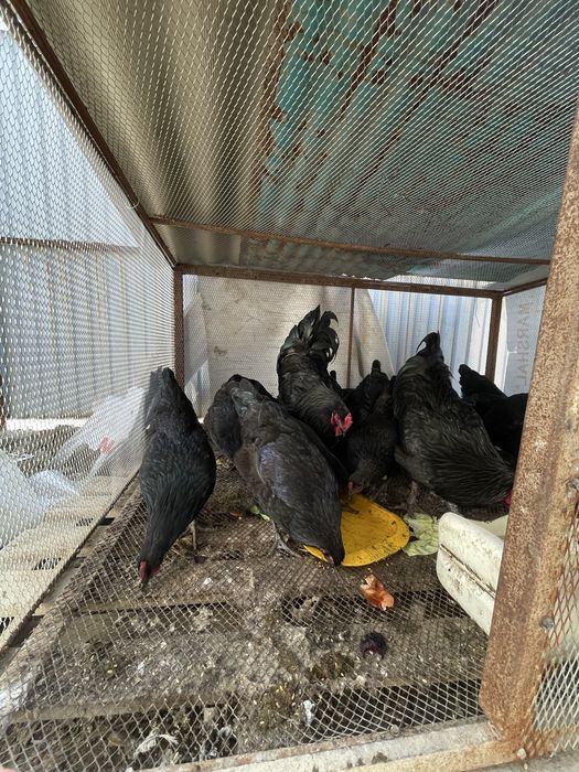 Джерсий гигант жетысайда