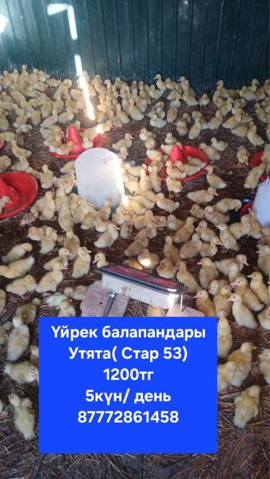Продаются цыплята уток