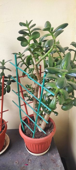 Стайно Цвете Красула  Дървото на Живота