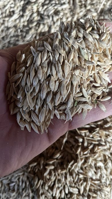 Арпа, ячмень