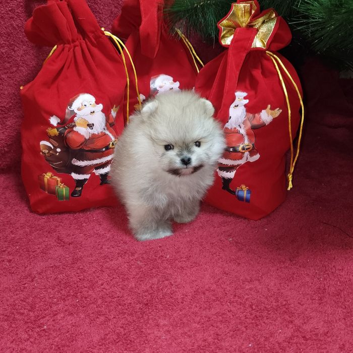 Чудный мини мальчик