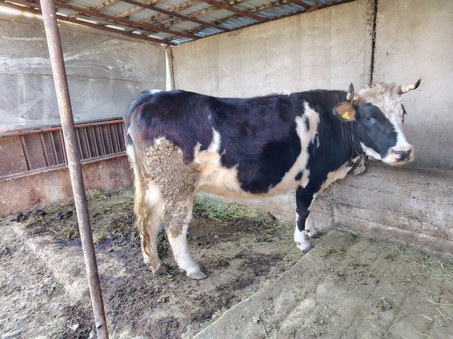 Сиыр сатылады отенай