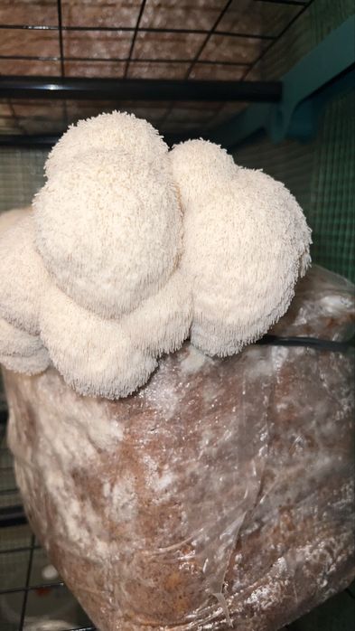 Ciuperci Lion’s Mane (Coama leului)