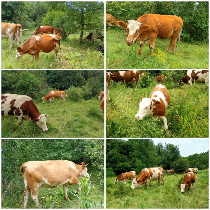 FERMĂ DE BOVINE | Vaci • Junici • Vițele • Viței înțărcați • Tauri | Bălțată Românească – Simmental
