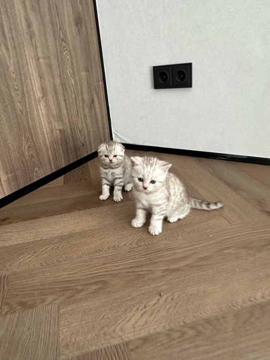 Продаются котята шотландцы