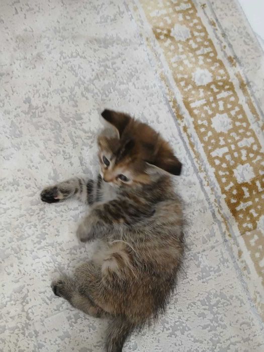 Котенок 2 месяца