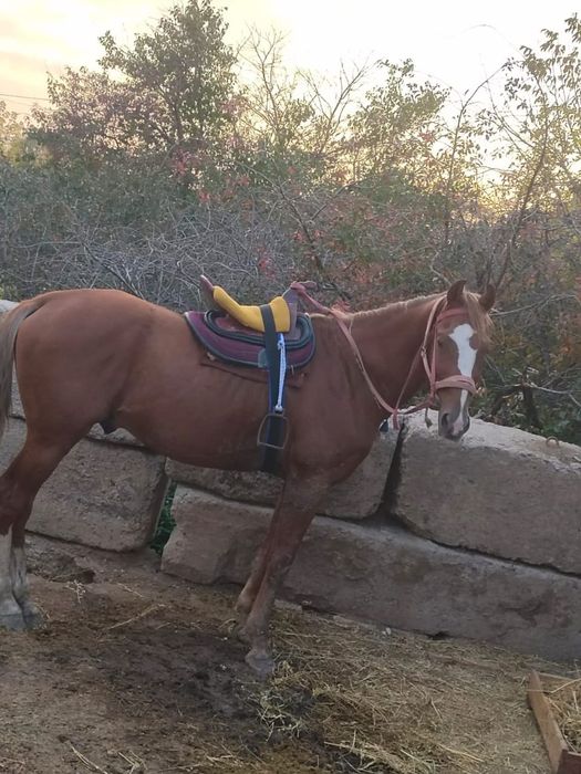 Көкпар Айғыр алдыңғы ат