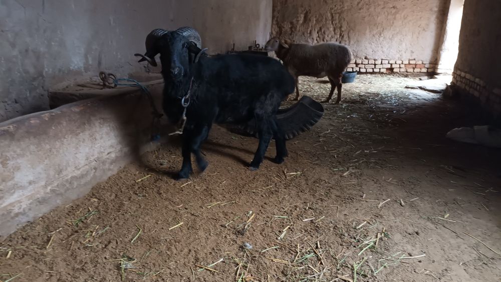 Кочкорлар козилар сотилади койлар хам бор