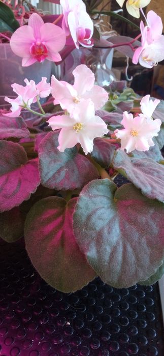 Продам или поменяю