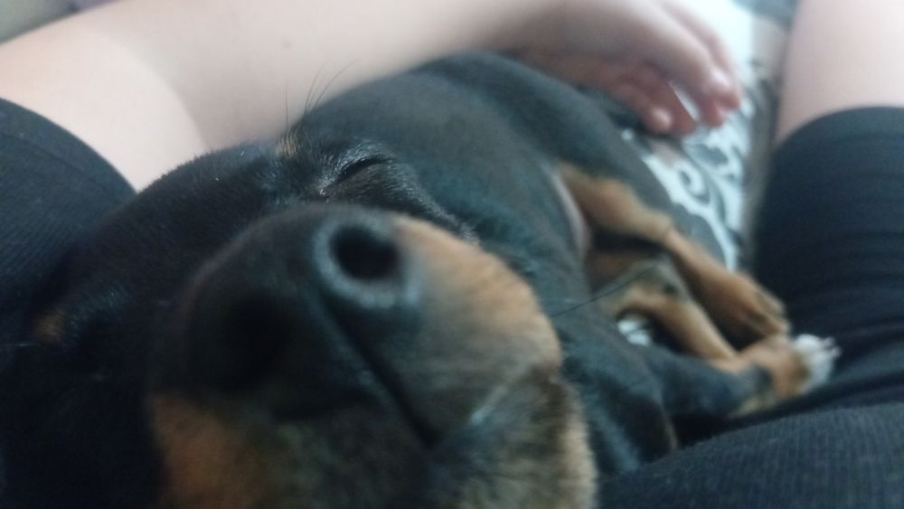 Собака той терьер