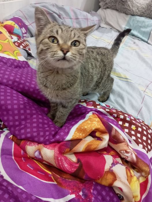 Отдам кошечку в добрые руки