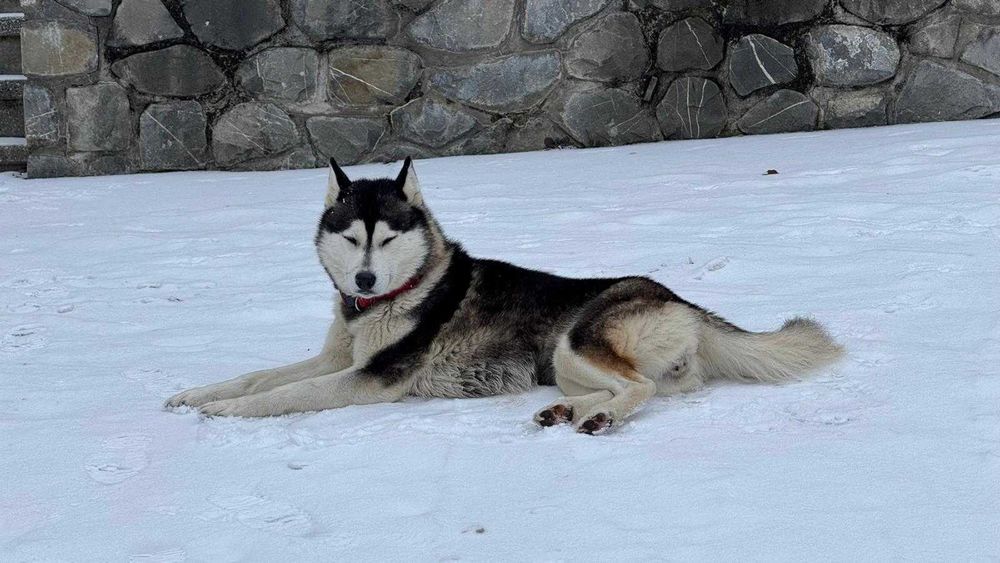Adoptie responsabila Husky, 4 ani