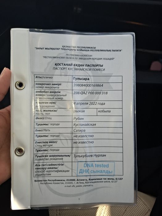 Қостанай тұқымды байтал