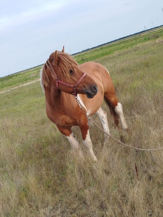 Продам жеребца полу тяг