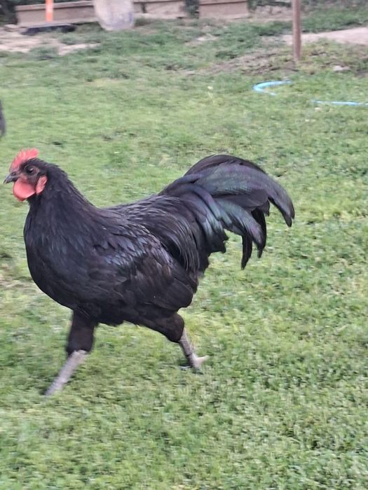 Vând 2 cocoși cu moț și 2 australorp.