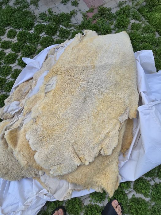 Piei de oaie și miel