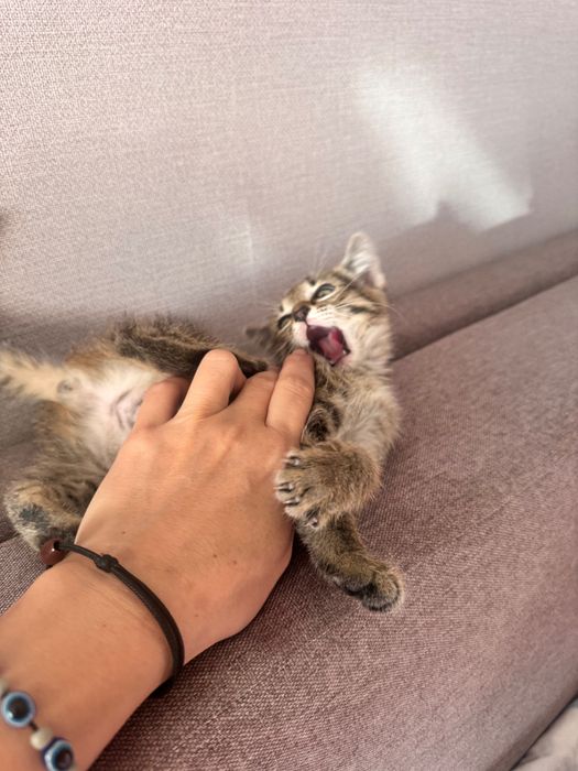 Котейку бесплатно