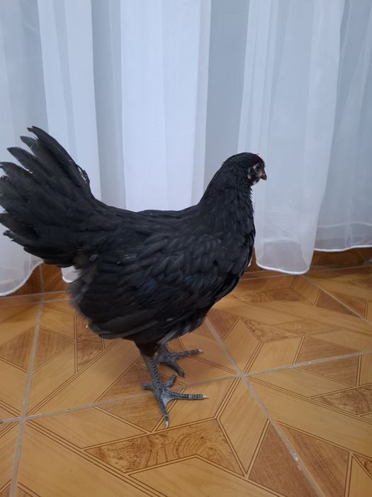 Vând pui Australorp