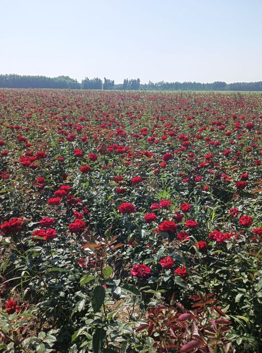 Shu gullarni koʻchatlari bor