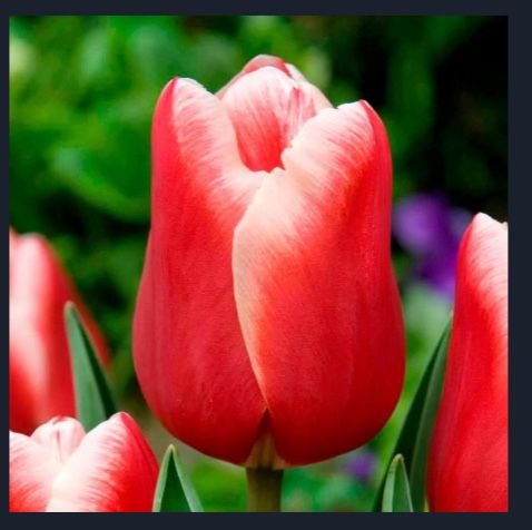 Тюльпаны оптом Алматы