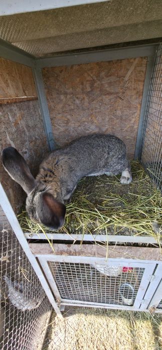 Кролики разные самцы самки