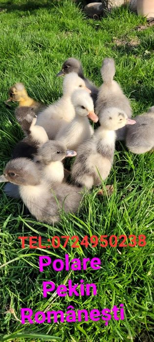 Boboci de rață pekin,polare și rate macaitoare românești