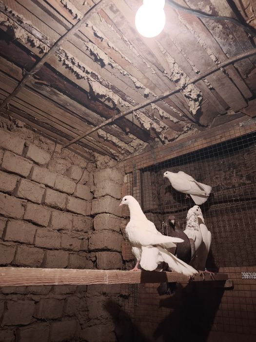 Хорошая голубыыы