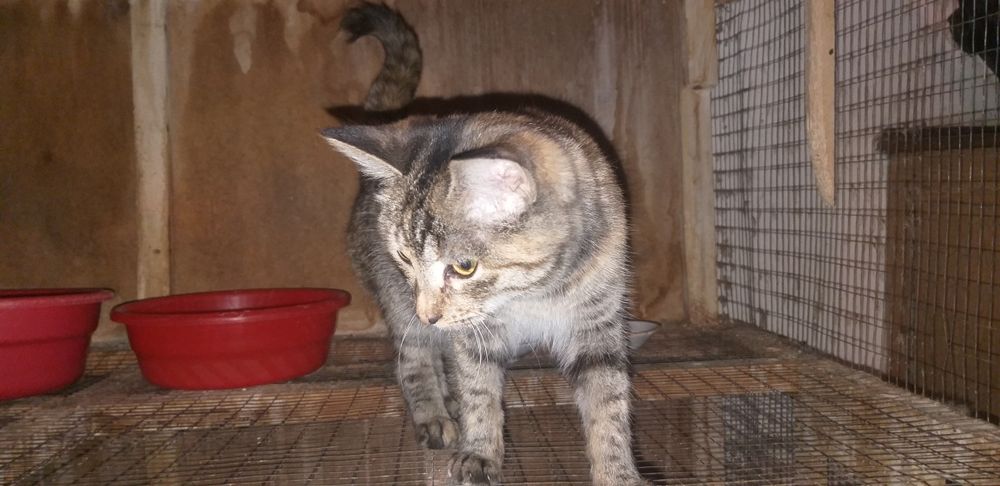 Светлые мушук боласи