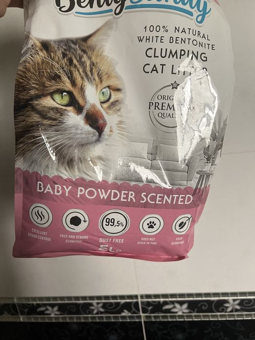 котенок, Норвежская лесная кошка