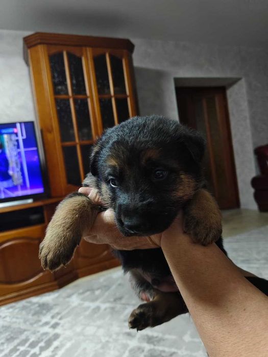 Продам щенков восточно-европейской овчарки