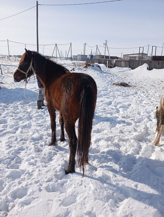 Продам жеребчика 3х летка