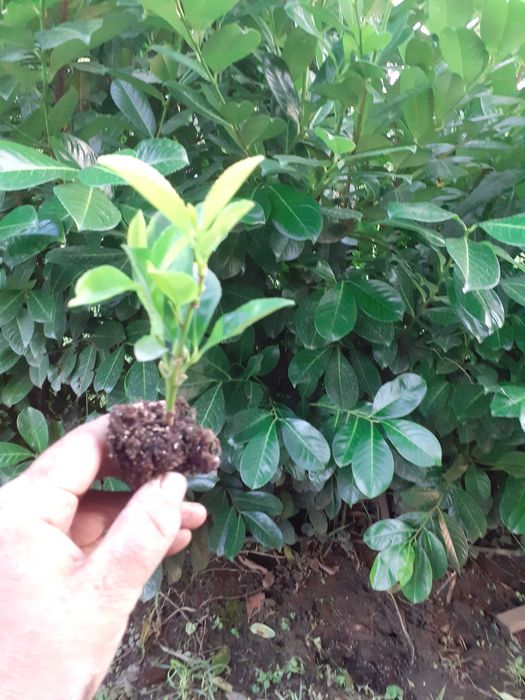 Laur englezesc - Prunus Laurocerasus Rotundifolia +/- 20 cm